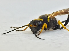Sceliphron caementarium