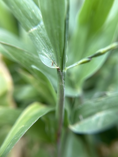 Image of Urochloa distachyos by (c) Bella Lin, some rights reserved (CC BY)