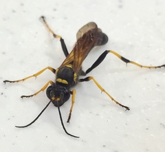 Sceliphron caementarium