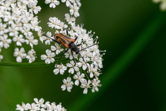 Brachyta interrogationis