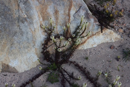 Flag Slugwort (Hebenstretia dentata)