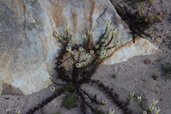 Hebenstretia dentata
