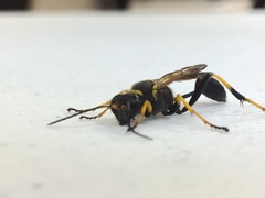 Sceliphron caementarium