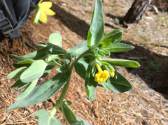 Lithospermum californicum