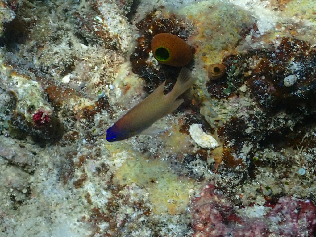 King Damselfish