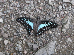 Graphium