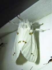 Euerythra trimaculata