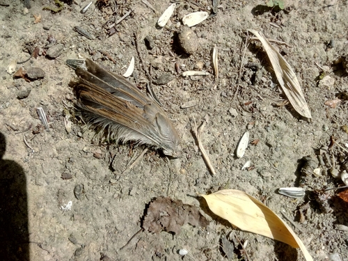 Plume de Accenteur mouchet
