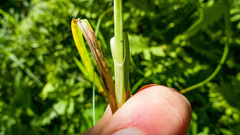Carex laevivaginata