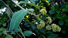 Tournefortia villosa