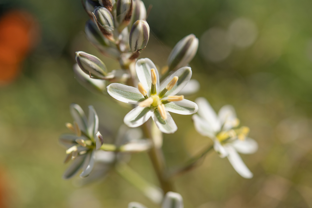 Albuca consanguinea, Namakwa District Municipality, South Africa