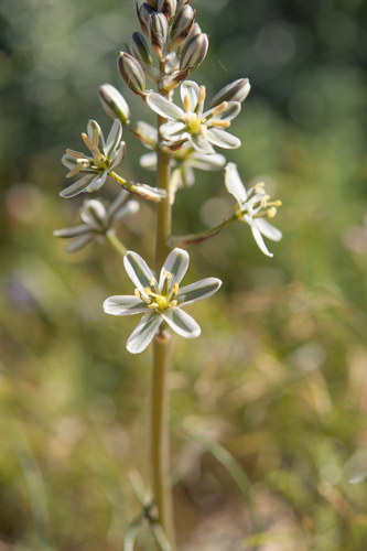 Albuca consanguinea