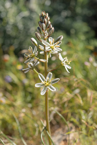 Albuca consanguinea
