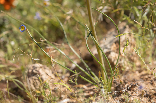 Albuca consanguinea