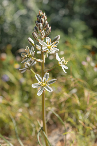 Albuca consanguinea