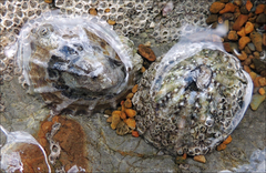 Cellana ornata