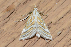 Leptosteges parthenialis