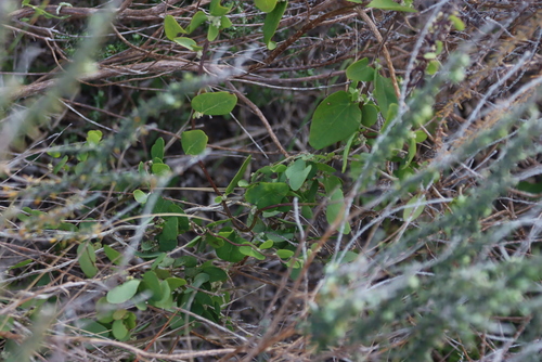 Image of Cissampelos capensis by (c) Tony Rebelo, some rights reserved (CC BY-SA)
