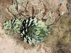 Agave parryi truncata