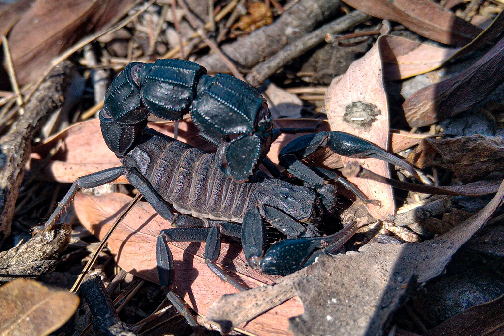 Fattail Scorpions