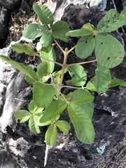 Vitex patula