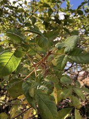 Vitex patula