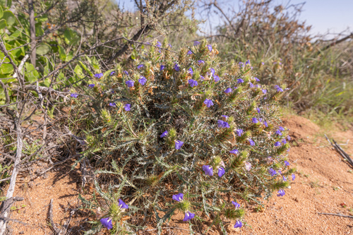 Acanthopsis horrida (Acanthopsis horrida)
