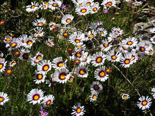 Image of Felicia elongata by (c) Noeleen du Toit, some rights reserved (CC BY-SA)