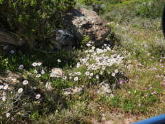Felicia elongata, photograph (c) Noeleen du Toit, some rights reserved (CC BY-SA)