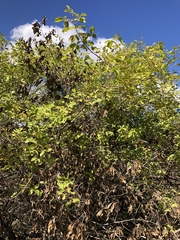 Vitex patula