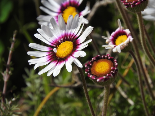 Felicia elongata, photograph 5