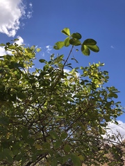 Vitex patula