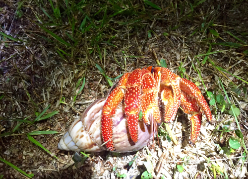 Coenobita perlatus
