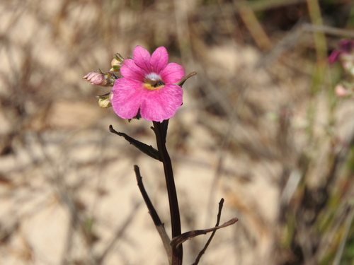 Image of Nemesia strumosa by (c) Noeleen du Toit, some rights reserved (CC BY-SA)