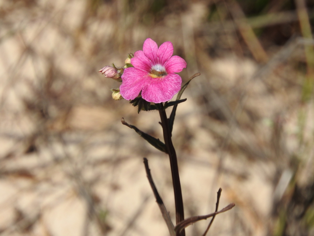 Nemesia strumosa; photograph (c) Noeleen du Toit, some rights reserved (CC BY-SA)