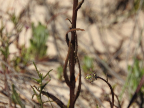 Image of Nemesia strumosa by (c) Noeleen du Toit, some rights reserved (CC BY-SA)