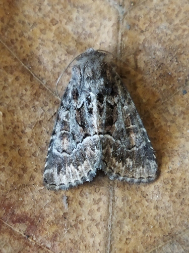 Straw Underwing photo 3