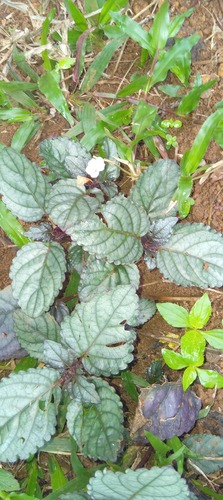Foto de Rochinha