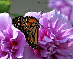 Danaus plexippus plexippus