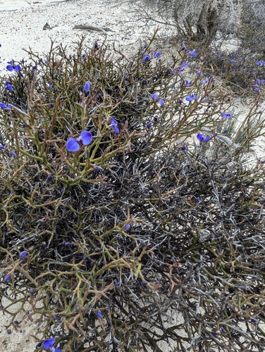Comesperma spinosum (Comesperma spinosum)