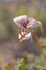 Pelargonium praemorsum, photograph (c) Morten Ross, some rights reserved (CC BY)