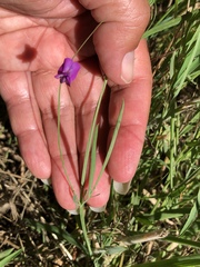 Lathyrus angulatus