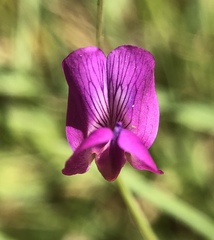 Lathyrus angulatus
