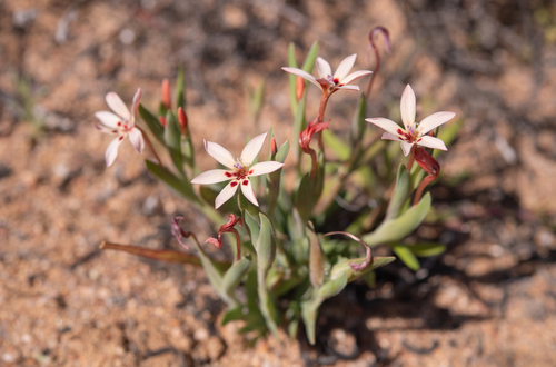 Sand Kabong (Lapeirousia arenicola)
