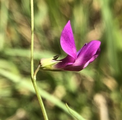 Lathyrus angulatus