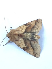 Pyrrhia