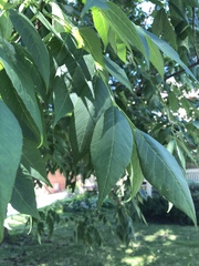 Fraxinus pennsylvanica