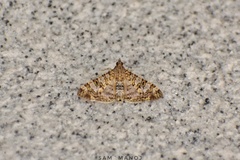 Dysallacta negatalis