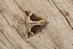 Hypena crassalis