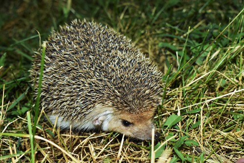 Long-eared Hedgehog